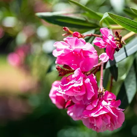 Monte Dos Avos, By Algarveblossom Lejlighed Albufeira