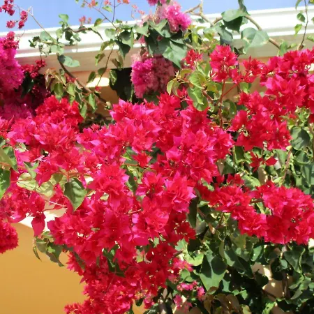 Lejlighed Monte Dos Avos, By Algarveblossom *