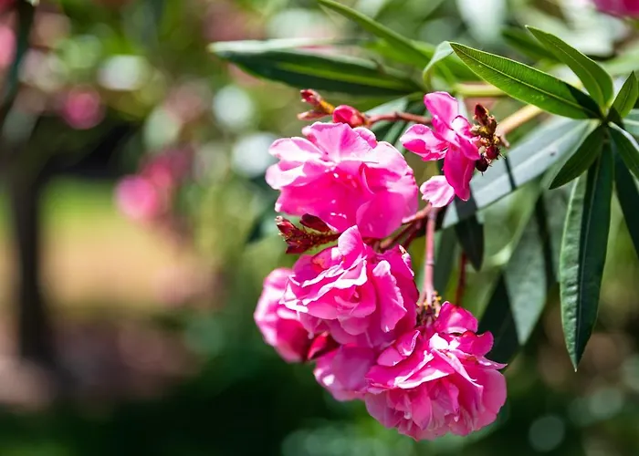 Monte Dos Avos, By Algarveblossom Appartement Albufeira