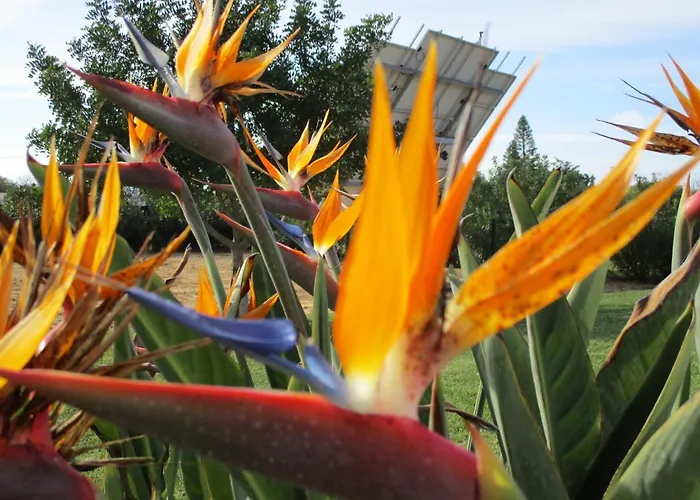 Monte Dos Avos, By Algarveblossom *